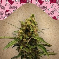 Female  Cannabis  Seeds  Auto  Bubble