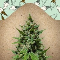 Female  Cannabis  Seeds  Auto  Gelato