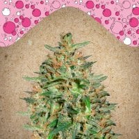 Female  Cannabis  Seeds  Bubblegummer