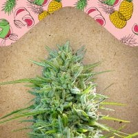 Female  Cannabis  Seeds  C 99