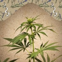 Female Cannabis Seeds Cbd Terra Italia 40 1