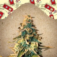 Female  Cannabis  Seeds  Chem  Og