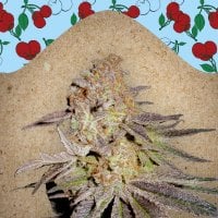 Female Cannabis Seeds Cherry Pie