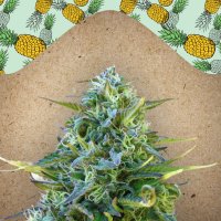 Female  Cannabis  Seeds  Critical  Sour