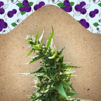 Female  Cannabis  Seeds  Dream  Berry
