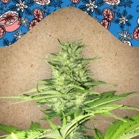 Female  Cannabis  Seeds  Iced  Grapefruit