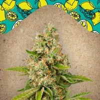 Female  Cannabis  Seeds  Lemon  Kush