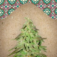 Female  Cannabis  Seeds  Maroc