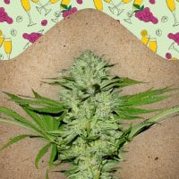 Female  Cannabis  Seeds  Mimosa  Champagne