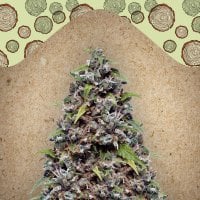 Female  Cannabis  Seeds  Pure  Ak