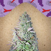 Female  Cannabis  Seeds  Purple  Maroc