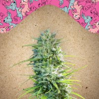 Female  Cannabis  Seeds  Sex  Bud