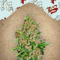 Female  Cannabis  Seeds  Skunk  Special