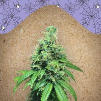 Female  Cannabis  Seeds  White  Widow  X  Big  Bud