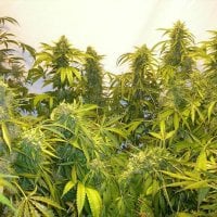 Flash  Cannabis  Seeds  Black  Samba