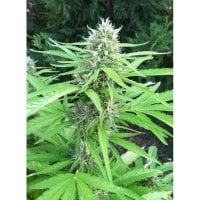 Flash  Cannabis  Seeds  Bubble  Hash