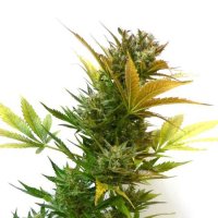 Flash  Cannabis  Seeds  Cobra