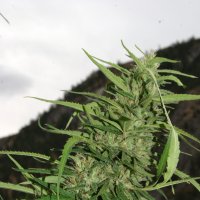 Flash  Cannabis  Seeds  Cookie  G13