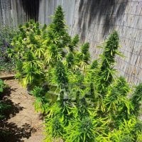 Flash  Cannabis  Seeds  Mi6