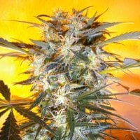 Flash  Cannabis  Seeds  Nirvana  Sky