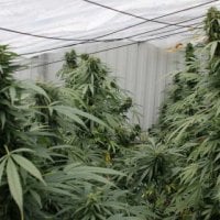 Flash  Cannabis  Seeds  Number  One