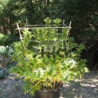 Flash  Cannabis  Seeds  Octopussy