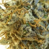 Flash Cannabis Seeds Purple Mazar