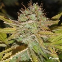 Flavour  Chasers  Cannabis  Seeds  Apple  Fritters