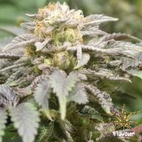 Flavour Chasers Cannabis Seeds Apples And Bananas