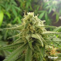 Flavour  Chasers  Cannabis  Seeds  Banana  Og
