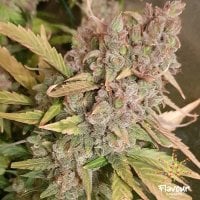 Flavour  Chasers  Cannabis  Seeds  Banana  Zkittlez
