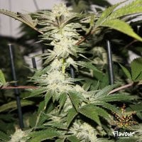 Flavour  Chasers  Cannabis  Seeds  Biscotti