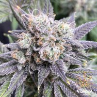 Flavour  Chasers  Cannabis  Seeds  Black  Cherry  Soda