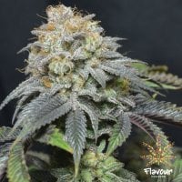 Flavour Chasers Cannabis Seeds Blue Lobster