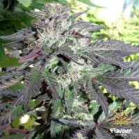 Flavour  Chasers  Cannabis  Seeds  Cherry  Pie
