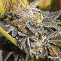 Flavour  Chasers  Cannabis  Seeds  Do  Si  Dos