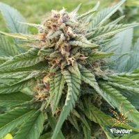 Flavour  Chasers  Cannabis  Seeds  Dosi  Glue