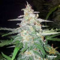 Flavour  Chasers  Cannabis  Seeds  Forbidden  Glue