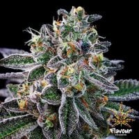 Flavour  Chasers  Cannabis  Seeds  Gelato 33