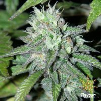 Flavour  Chasers  Cannabis  Seeds  Goji  Og