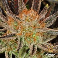 Flavour  Chasers  Cannabis  Seeds  Grand  Daddy  Banner