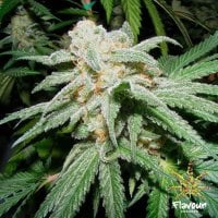 Flavour  Chasers  Cannabis  Seeds  Grapefruit  Tangie