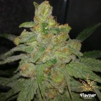 Flavour  Chasers  Cannabis  Seeds  Grease  Monkey