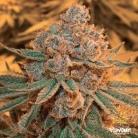 Flavour  Chasers  Cannabis  Seeds  Maple  Syrup