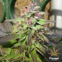 Flavour  Chasers  Cannabis  Seeds  Pink  Runtz