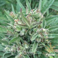 Flavour  Chasers  Cannabis  Seeds  Purple  Gelato