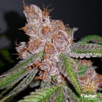 Flavour  Chasers  Cannabis  Seeds  Purple  Urkle