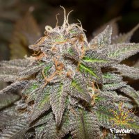 Flavour  Chasers  Cannabis  Seeds  Sherblato