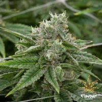 Flavour  Chasers  Cannabis  Seeds  Stardawg