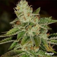 Flavour  Chasers  Cannabis  Seeds  Wifi
